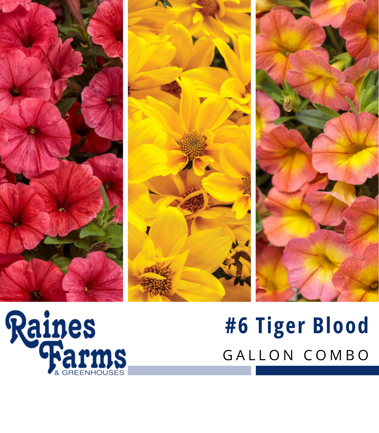 #6: Tiger Blood Gallon Combo Pot